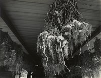 藏品(邱德雲裝裱相紙:汗流脈絡等系列183)的圖片