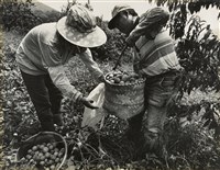 藏品(邱德雲裝裱相紙:汗流脈絡等系列207)的圖片