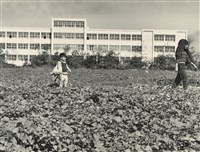 藏品(邱德雲裝裱相紙:汗流脈絡等系列307)的圖片