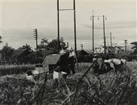 藏品(邱德雲裝裱相紙:汗流脈絡等系列376)的圖片