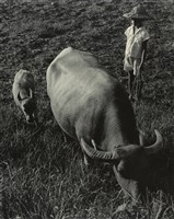 藏品(邱德雲裝裱相紙:汗流脈絡等系列409)的圖片