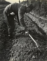 藏品(邱德雲裝裱相紙:汗流脈絡等系列410)的圖片