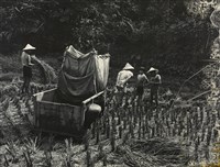 藏品(邱德雲裝裱相紙:汗流脈絡等系列428)的圖片