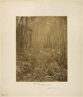 藏品(前方有茂盛的蕨類及竹林，位於北臺灣的淡水與北投間)的圖片