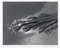 藏品(砂之舞)的圖片