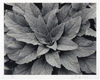 藏品(葉子)的圖片