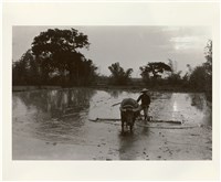 藏品(〈春耕〉)的圖片