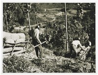 藏品(《樟腦油》系列：〈下山險坡〉)的圖片