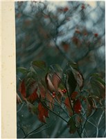 藏品(〈日本秋葉〉系列（下方留白）：紅葉果實)的圖片