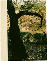 藏品(〈日本秋葉〉系列（左方留白）：水邊的樹)的圖片