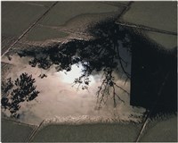藏品(地磚水漥中有樹的倒影)的圖片