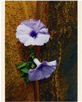 藏品(牽牛花)的圖片