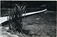 藏品(鄉間水池路旁高草)的圖片