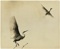 藏品(二尖嘴長頸展翅鳥)的圖片