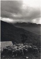 藏品(羊群、遠景山景)的圖片