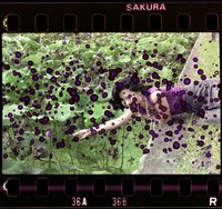 藏品(李悌欽135底片卷12)的圖片