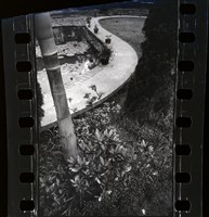 藏品(李悌欽135底片卷17)的圖片