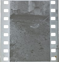 藏品(李悌欽135底片卷36)的圖片