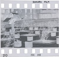 藏品(李悌欽135底片卷49)的圖片