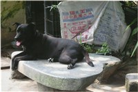 藏品(李悌欽4X6照片22)的圖片