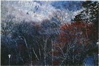 藏品(李悌欽4X6照片27)的圖片