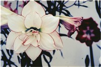 藏品(李悌欽4X6照片28)的圖片