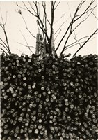 藏品(生與死)的圖片