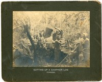 藏品(砍伐樟腦巨樹)的圖片