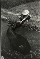 藏品(張才系列作品-1)的圖片