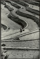 藏品(張才系列作品-14)的圖片