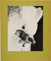 藏品(「飛禽」系列1：〈啃〉)的圖片