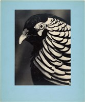 藏品(「飛禽」系列3：〈肖像〉)的圖片