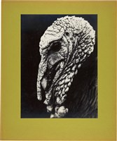 藏品(「飛禽」系列4：〈問號〉)的圖片