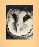 藏品(「飛禽」系列5：〈娃娃臉〉)的圖片