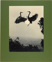 藏品(「飛禽」系列6：〈飛舞〉)的圖片