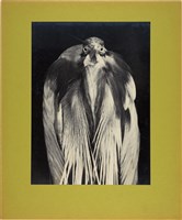 藏品(「飛禽」系列10：〈戎裝〉)的圖片