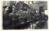 藏品(「博物館」系列：〈馬的歷史〉)的圖片