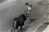 藏品(〈牽牛〉)的圖片