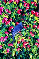 藏品(《蒼茫：歲月詩情》生態13)的圖片