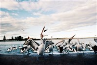 藏品(《蒼茫：歲月詩情》生態16)的圖片