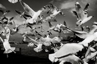 藏品(〈海鳥紛飛〉)的圖片