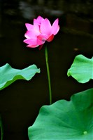 藏品(《蒼茫：歲月詩情》生態21)的圖片