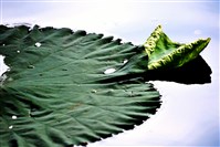 藏品(《蒼茫：歲月詩情》生態23)的圖片