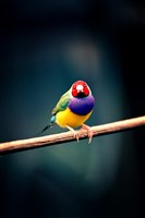 藏品(《蒼茫：歲月詩情》生態30)的圖片