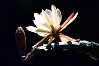 藏品(《蒼茫：歲月詩情》生態39)的圖片