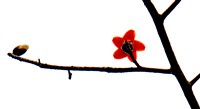 藏品(《蒼茫：歲月詩情》生態41)的圖片