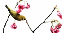 藏品(《蒼茫：歲月詩情》生態42)的圖片