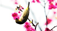藏品(《蒼茫：歲月詩情》生態43)的圖片