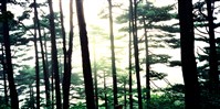 藏品(《蒼茫：歲月詩情》風景21)的圖片