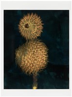 藏品(「植物誌(二)」系列：〈巫醫-巫醫之眼〉)的圖片